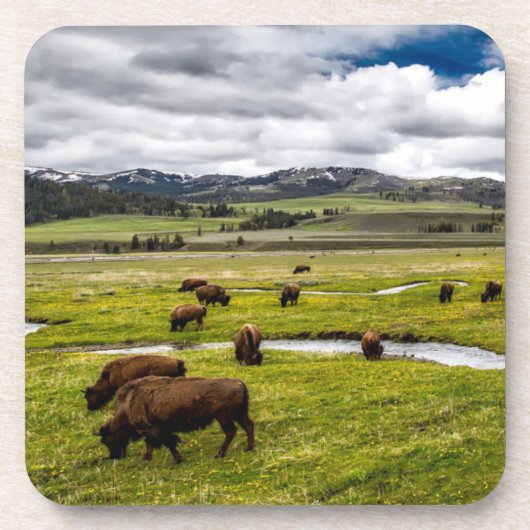 Yellowstone Buffalo Onderzetter set (Voorkant)