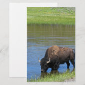Yellowstone Buffalo Souvenir Briefpapier (Voorkant / Achterkant)
