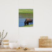 Yellowstone Buffalo Souvenir Poster (Keuken)