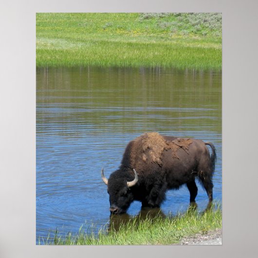 Yellowstone Buffalo Souvenir Poster (Voorkant)