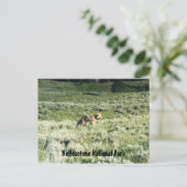 Yellowstone Coyote Briefkaart (Staand voorkant)