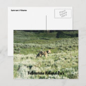 Yellowstone Coyote Briefkaart (Voorkant / Achterkant)