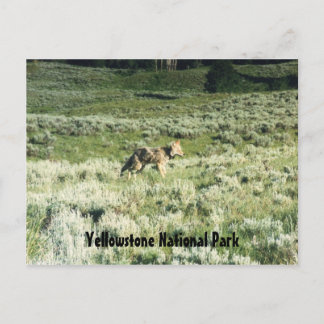 Yellowstone Coyote Briefkaart