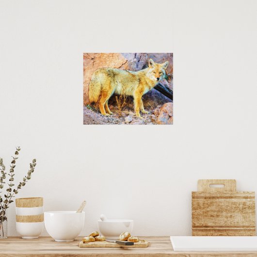 Yellowstone Coyote Poster (Keuken)