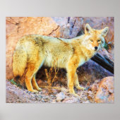 Yellowstone Coyote Poster (Voorkant)