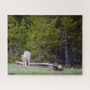 Yellowstone - Curieuze Coyote - 16x20 - 520 pcs. Legpuzzel