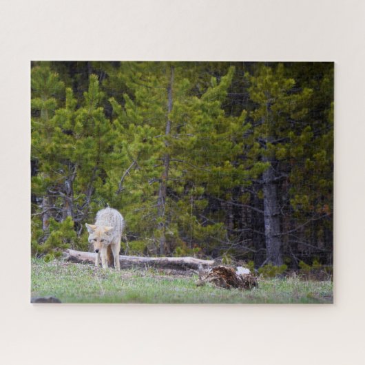 Yellowstone - Curieuze Coyote - 16x20 - 520 pcs. Legpuzzel (Horizontaal)