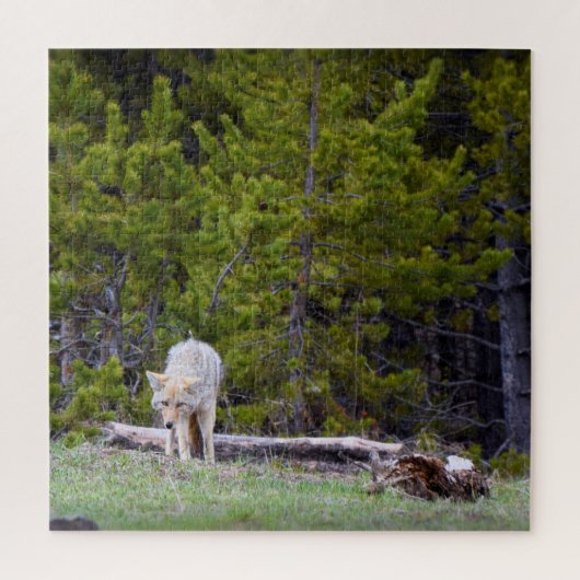 Yellowstone - Curieuze Coyote - 20x20 - 676 pcs. Legpuzzel (Verticaal)