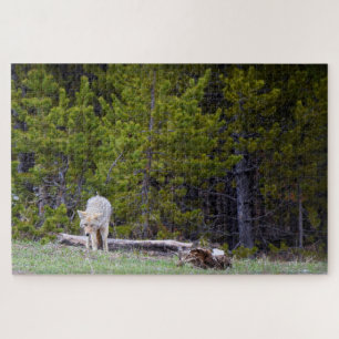 Yellowstone - Curieuze Coyote - 20x30 - 1014 pcs. Legpuzzel