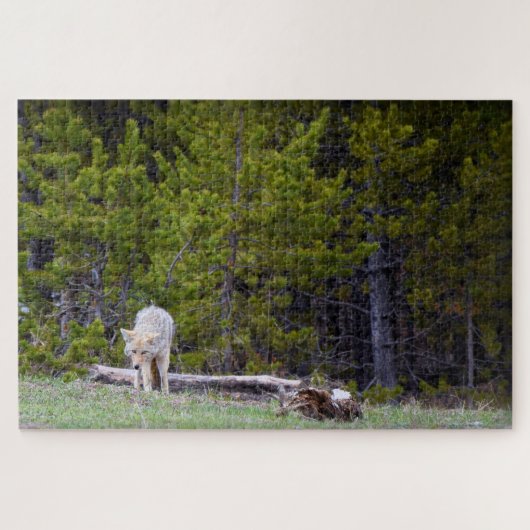 Yellowstone - Curieuze Coyote - 20x30 - 1014 pcs. Legpuzzel (Horizontaal)