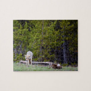 Yellowstone - Curieuze Coyote - 8 x 10 - 110 pcs. Legpuzzel