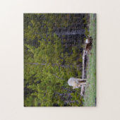 Yellowstone - Curious Coyote - 11x14 - 252 pcs. Legpuzzel (Verticaal)