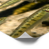 Yellowstone Cutthroat Forel School Poster (Hoek)