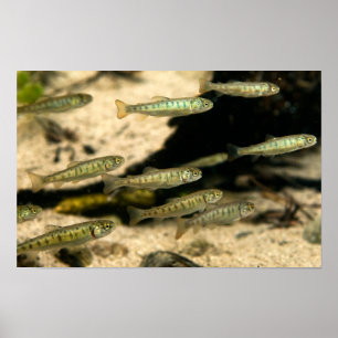 Yellowstone Cutthroat Forel School Poster