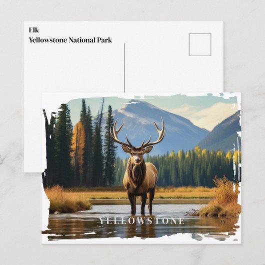 Yellowstone Elk Briefkaart (Voorkant / Achterkant)