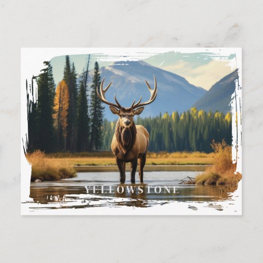 Yellowstone Elk Briefkaart (Voorkant)