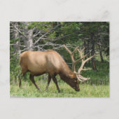 Yellowstone Elk Briefkaart (Voorkant)