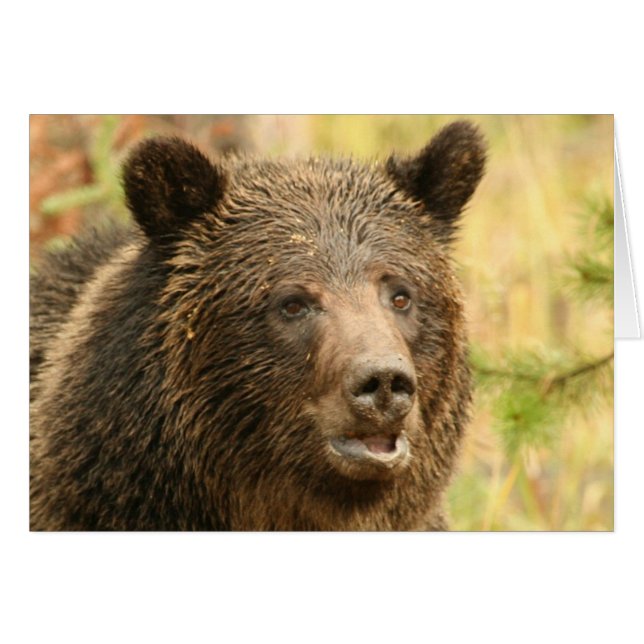 Yellowstone grizzley  (Voorkant Horizontaal)