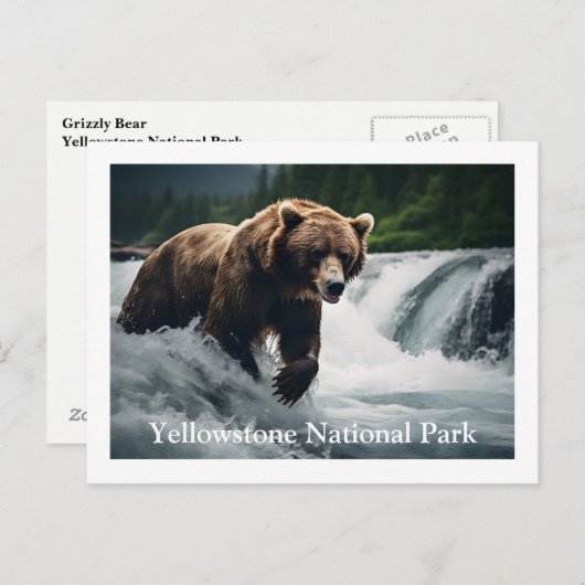 Yellowstone Grizzly Beer Briefkaart (Voorkant / Achterkant)
