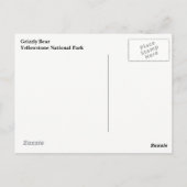Yellowstone Grizzly Beer Briefkaart (Achterkant)