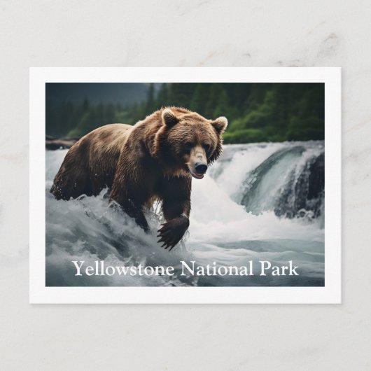 Yellowstone Grizzly Beer Briefkaart (Voorkant)