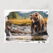Yellowstone Grizzly Beer Briefkaart (Voorkant)