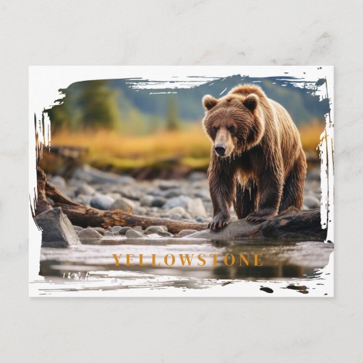Yellowstone Grizzly Beer Briefkaart (Voorkant)