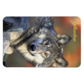 Yellowstone Magneet-Wolf Magneet (Horizontaal)