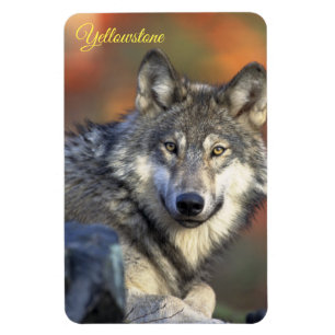 Yellowstone Magneet-Wolf Magneet