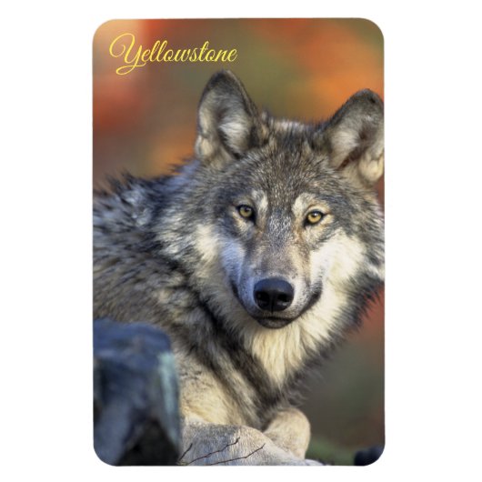 Yellowstone Magneet-Wolf Magneet (Verticaal)