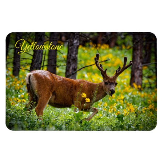 Yellowstone Magnet-Deer Magneet (Horizontaal)