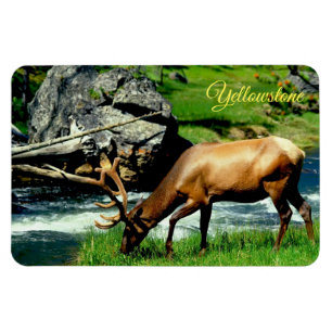 Yellowstone Magnet-Elk Magneet