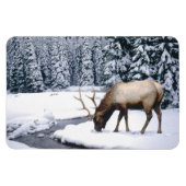 Yellowstone Magnet-Elk Magneet (Horizontaal)