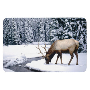Yellowstone Magnet-Elk Magneet
