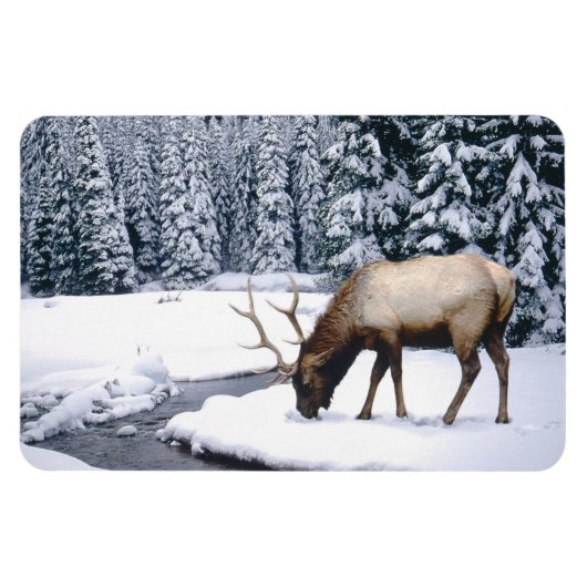 Yellowstone Magnet-Elk Magneet (Horizontaal)
