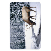 Yellowstone Magnet-Elk Magneet (Verticaal)