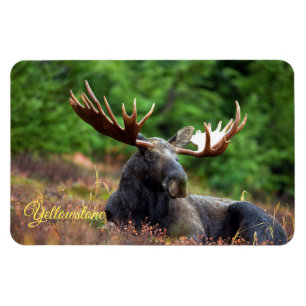 Yellowstone Magnet-Moose Magneet