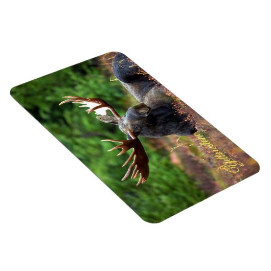 Yellowstone Magnet-Moose Magneet (Rechterzijde)