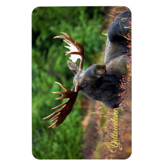 Yellowstone Magnet-Moose Magneet (Verticaal)