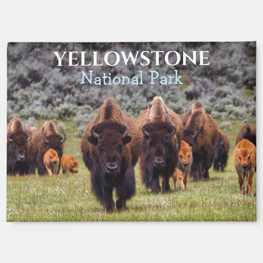 Yellowstone Magnet National Park Bizon Buffalo (Voorkant)