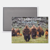 Yellowstone Magnet National Park Bizon Buffalo (Voorkant / Achterkant)