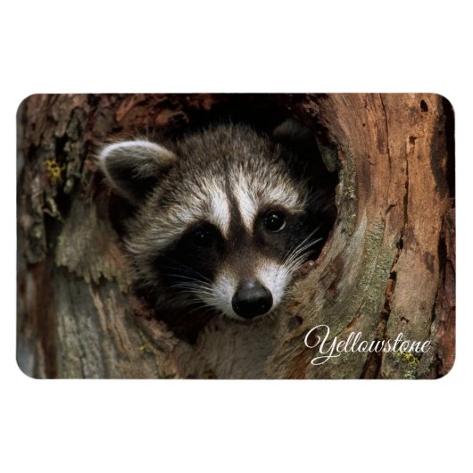 Yellowstone Magnet-Raccoon Magneet (Horizontaal)