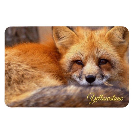 Yellowstone Magnet-Red Fox Magneet (Horizontaal)