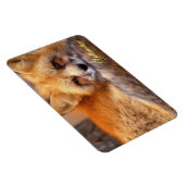 Yellowstone Magnet-Red Fox Magneet (Rechterzijde)