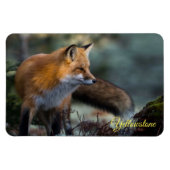 Yellowstone Magnet-Red Fox Magneet (Horizontaal)