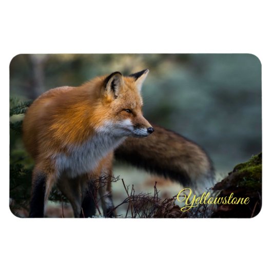 Yellowstone Magnet-Red Fox Magneet (Horizontaal)