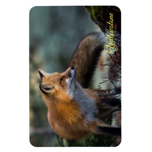 Yellowstone Magnet-Red Fox Magneet (Verticaal)