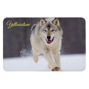 Yellowstone Magnet-Wolf Magneet