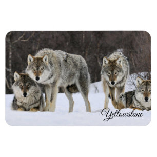 Yellowstone Magnet-Wolves Magneet