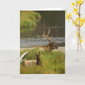 Yellowstone Mates Kaart (Gele Bloem)